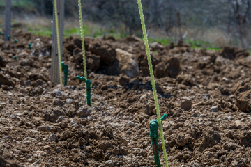 Young plantings of grapes