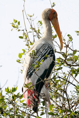 Painted stork