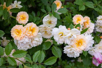 Beautiful pale yellow rose flower blooming in a garden in Nagano.