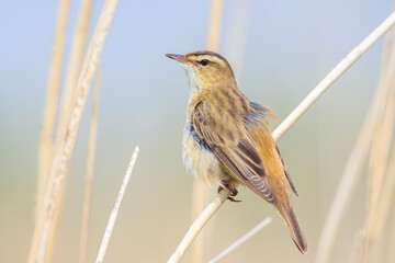 Sedge Warbler, Acrocephalus schoenobaenus, singing