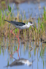 Black-necked stilt, Himantopus mexicanus, wader bird posing and foraging.