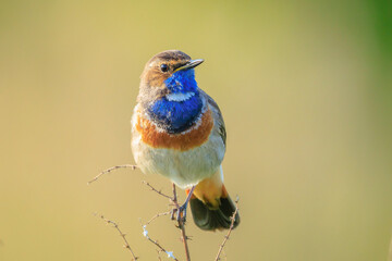 Closeup of a blue-throat male bird Luscinia svecica cyanecula singing