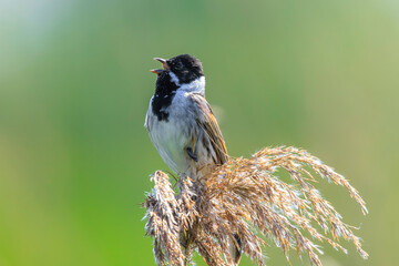 Singing common reed bunting, Emberiza schoeniclus, bird in the reeds on a windy day