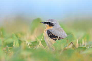 Northern wheatear male bird, Oenanthe oenanthe, foraging in grass