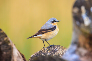 Northern wheatear male bird, Oenanthe oenanthe, foraging in grass