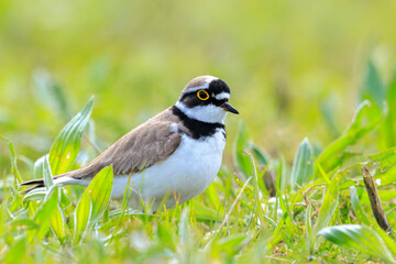 Closeup of a Little ringed plover, Charadrius dubius, foraging