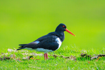 Eurasian oystercatcher, Haematopus ostralegus, perched in a green and blooming meadow.
