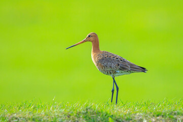 Black-tailed godwit Limosa Limosa foraging in a green meadow © Sander Meertins