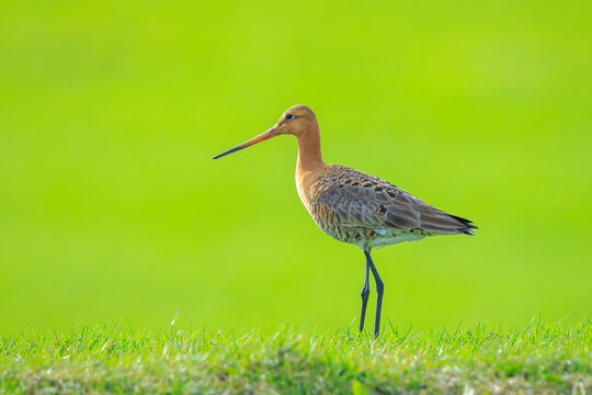Black-tailed godwit Limosa Limosa foraging in a green meadow
