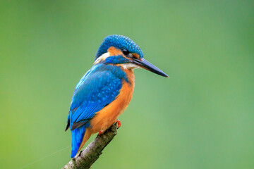 Close up of a Kingfisher, Alcedo Atthis, fishing