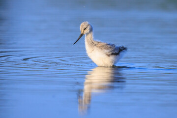 Pied Avocet Recurvirostra avosetta wader bird chick