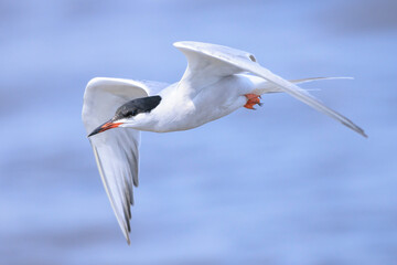 Common Tern, Sterna hirundo, hunting