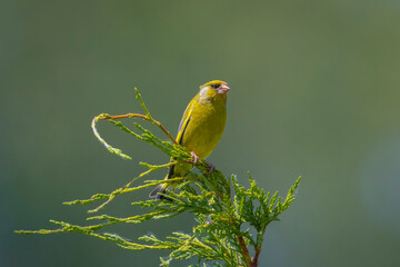 Greenfinch male Chloris chloris bird singing