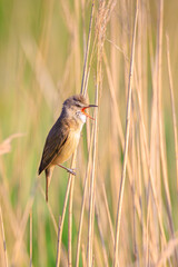 Close up of a great reed warbler, acrocephalus arundinaceus, bird singing in reeds