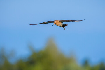 Black-tailed godwit Limosa Limosa in flight