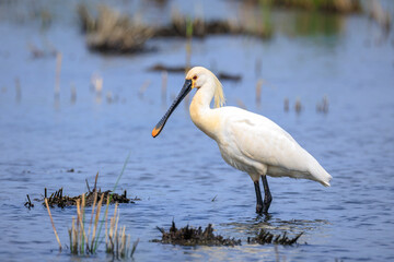 Closeup of a common spoonbill, Platalea leucorodia, foraging