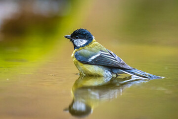 Great tit Parus major bird closeup baing