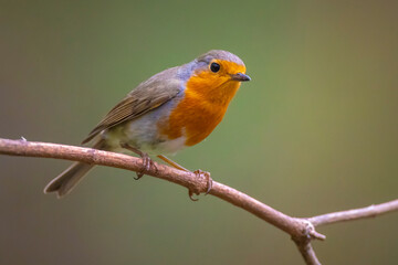 European robin Erithacus rubecula foraging in a forest