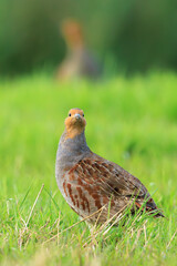 Grey partridge Perdix perdix, foraging