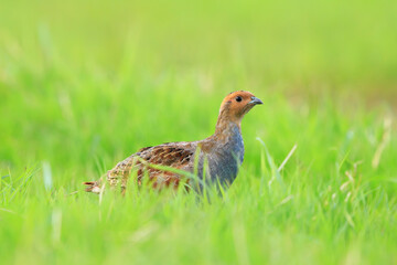 Grey partridge Perdix perdix, foraging