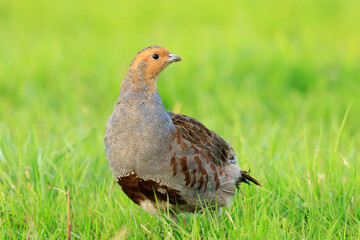 Grey partridge Perdix perdix, foraging