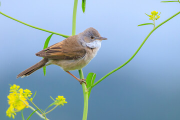 Whitethroat bird, Sylvia communis, foraging in a meadow