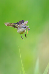 Western yellow wagtail female bird Motacilla flava hunting for prey