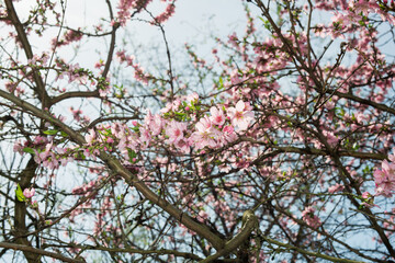 Blooming almond tree in a botanical garden in spring