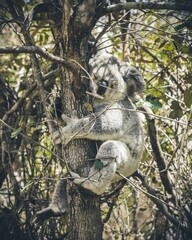 Sleeping koala