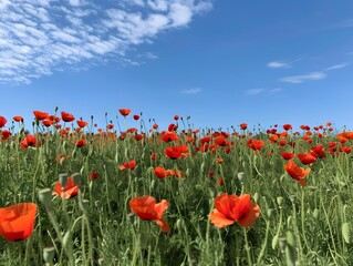 Texas Poppy Field Under Blue Sky