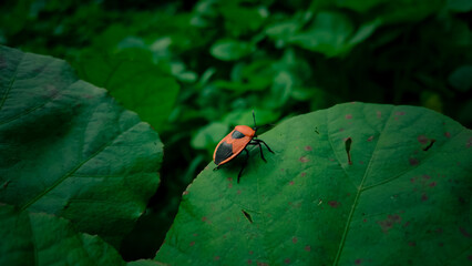 red pumpkin bug on a green leaf.