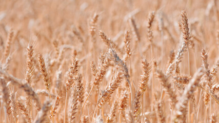 Fototapeta premium spikelets of ripe wheat. The concept of a rich harvest. Wheat field with ears of golden wheat. agricultural field. Ripe ears rural nature scenery background. close-up, selective focus