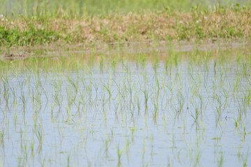 Rice paddies after rice planting, Japanese farming village in summer