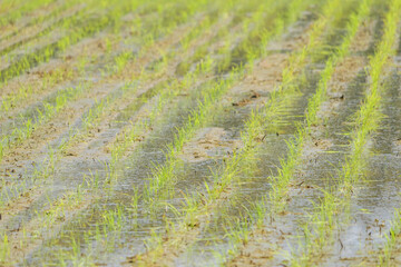 Rice paddies after rice planting, Japanese farming village in summer