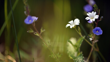 Stellaria holostea And Veronica. meadow flowers. Close up, small white flowers of common chickweed, Stellaria media and blue germander speedwell, bird's-eye speedwell, Veronica chamaedrys. Europe