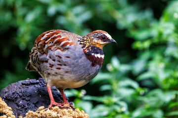 Collared or white necklaced partridge, Arborophila gingica, perched on a tree stump. Endemic to Asia, the Himalayas to North Vietnam and near threatened in the wild.