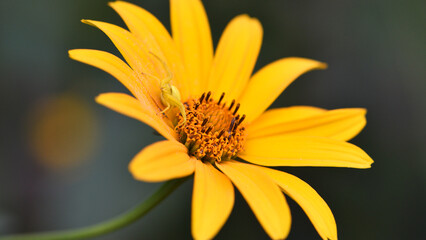Thomisus onustus. Misumena vatia sitting on yellow chamomile flowers in the garden. close-up....
