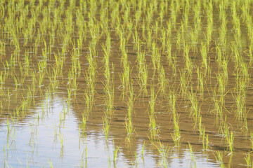 Rice paddies after rice planting, Japanese farming village in summer