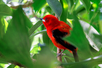 An adult male Brazilian tanager, ramphocelus bresilius, perched on a branch. This bright and colourful species is endemic to Brazil and Argentina. The males are very vibrant to attract females.