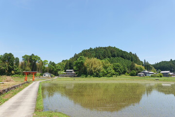 Torii of a shrine in the rice paddies