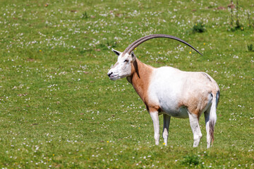 Scimitar-horned oryx, oryx dammah, side view. Extinct in the wild until recently, when captive...