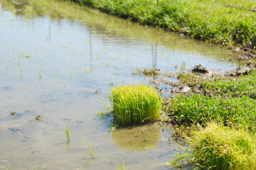 Rice paddies after rice planting, Japanese farming village in summer