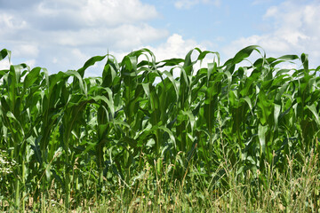 Obraz premium green corn leaves. Corn farm. photo of corn field. concept of good harvest, agricultural. Field of corn in spring or early summer. industrial background. close-up