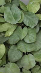 Green Plant Flower Leaves Illustration For Background or Pattern