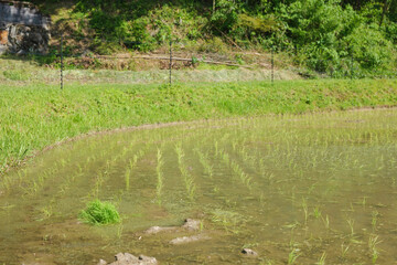 Rice paddies after rice planting, Japanese farming village in summer