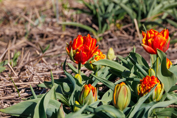 A field of blooming red and white tulips in spring in the Netherlands, Limmen, 28.3.2024
