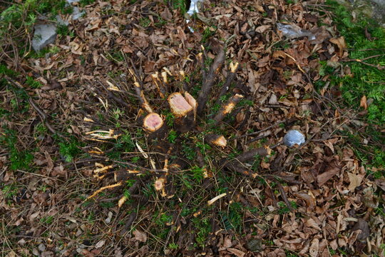 Professional gardener has allowed a low hedge to grow far too wide and too high to require many hours of annual maintenance. As a customer, I had to start over and pruned Taxus Baccata down to ground