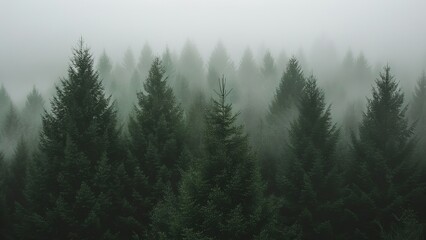 Fototapeta premium Foggy morning in the coniferous forest. Pine trees in the fog.