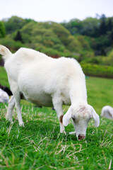 Obraz premium Saitama