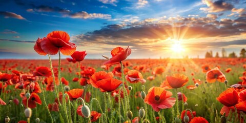 Fototapeta premium Victory Day celebration with a field of blooming poppy flowers, V-E Day, Victory in Europe Day, Ukraine Victory Day, poppies